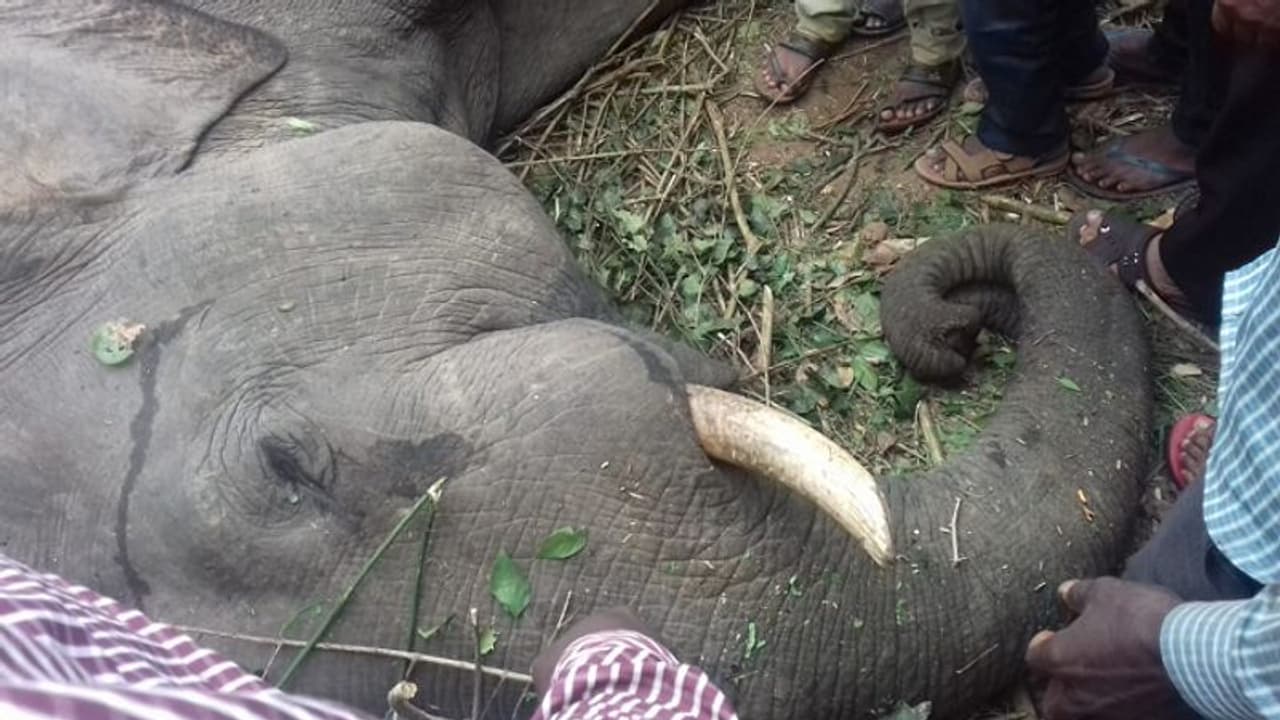 ಸಕಲೇಶಪುರದಲ್ಲಿ ರೈಲಿಗೆ ಡಿಕ್ಕಿ ಹೊಡೆದು ಕಾಡಾನೆ ಸಾವು! ಸಕಲೇಶಪುರದಲ್ಲಿ ರೈಲಿಗೆ ಡಿಕ್ಕಿ ಹೊಡೆದು ಕಾಡಾನೆ ಸಾವು!