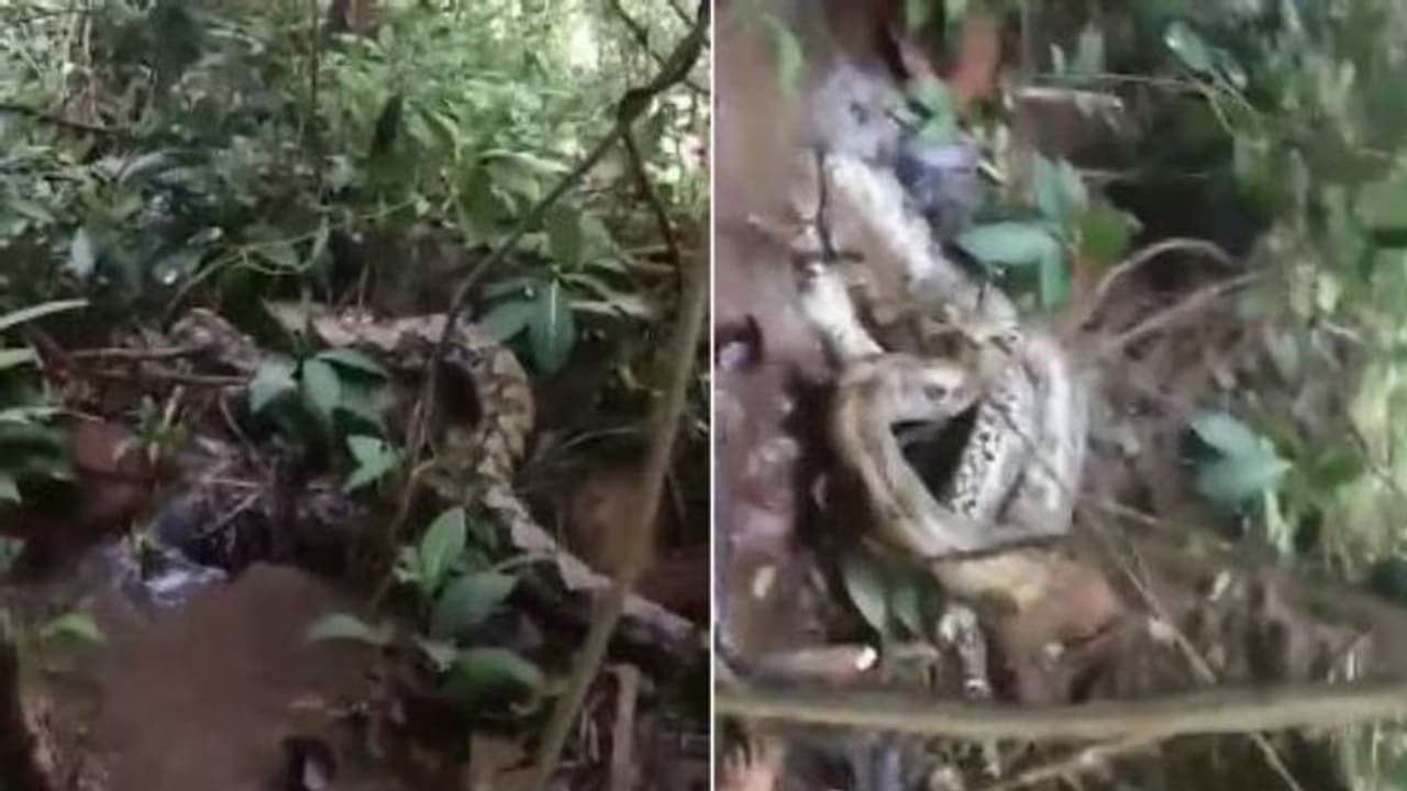 ലക്ഷങ്ങള്‍ കണ്ട വൈറല്‍ വീഡിയോ; വൈറലായത് വെറുതെയല്ലെന്ന് കണ്ടവര്‍...