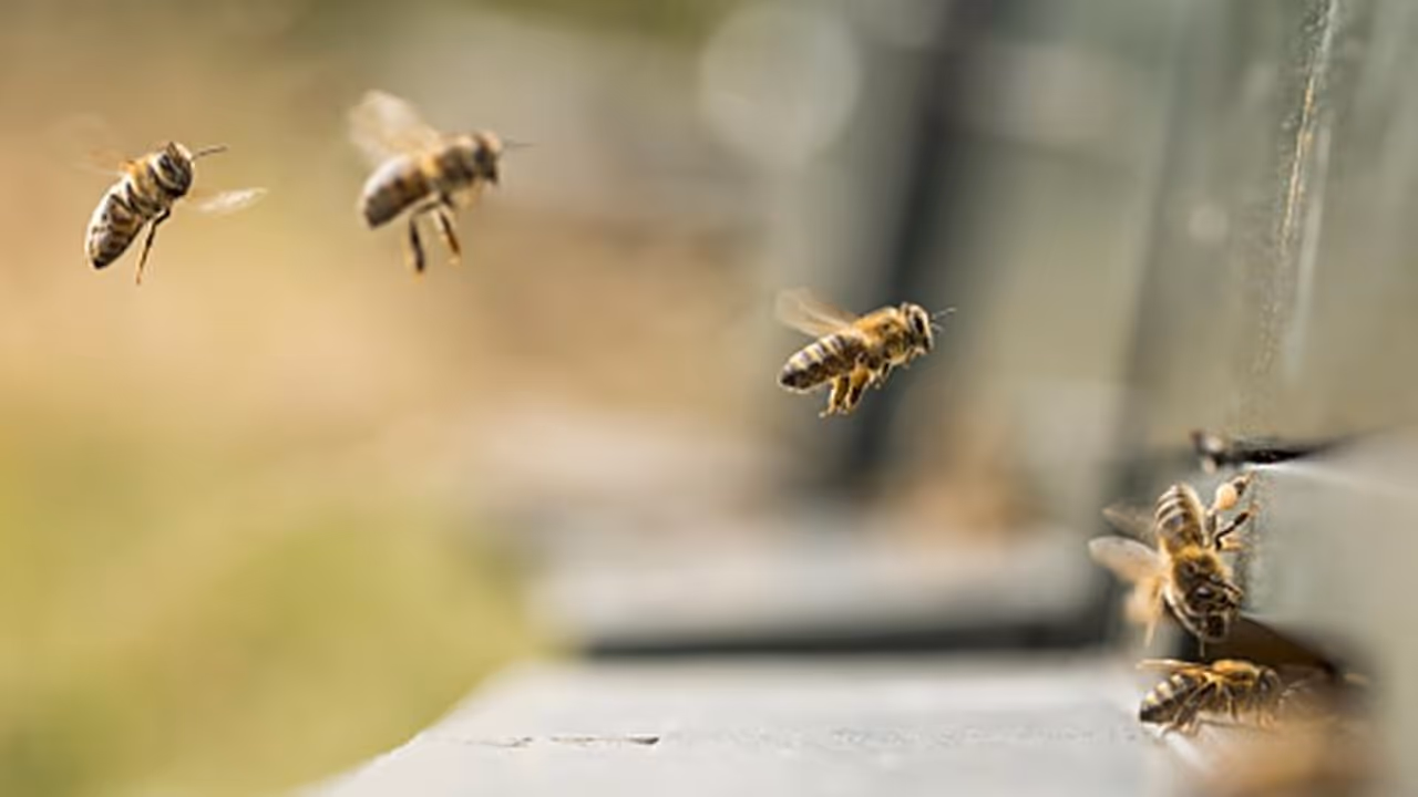 ಮದುವೆ ಅತಿಥಿಗಳ ಮೇಲೆ ಜೇನುನೊಣ ದಾಳಿ, ನವ ಜೋಡಿ ಸೇರಿ 12 ಮಂದಿ ಗಂಭೀರ!