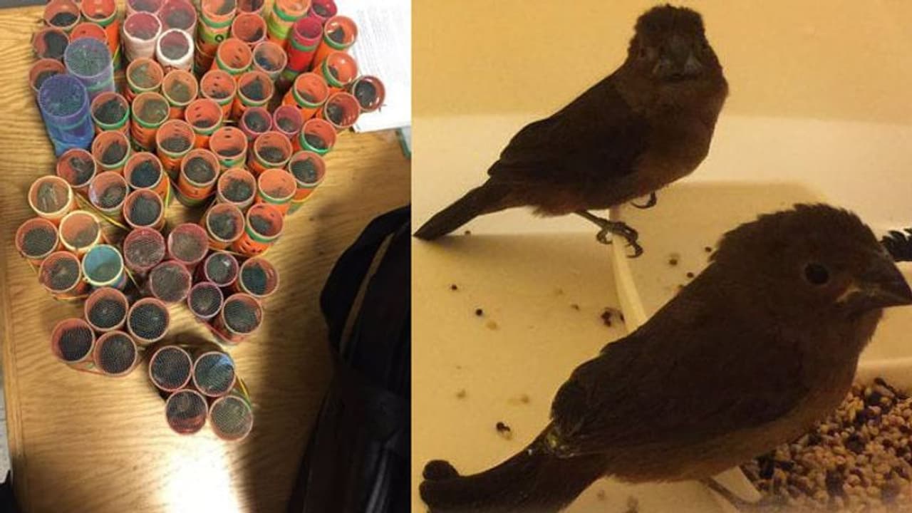 പക്ഷികളെ ഹെയര് റോളറിലാക്കി കടത്താന് ശ്രമം; എയര്പോര്ട്ടില് പിടിക്കപ്പെട്ടു പക്ഷികളെ ഹെയര് റോളറിലാക്കി കടത്താന് ശ്രമം; എയര്പോര്ട്ടില് പിടിക്കപ്പെട്ടു