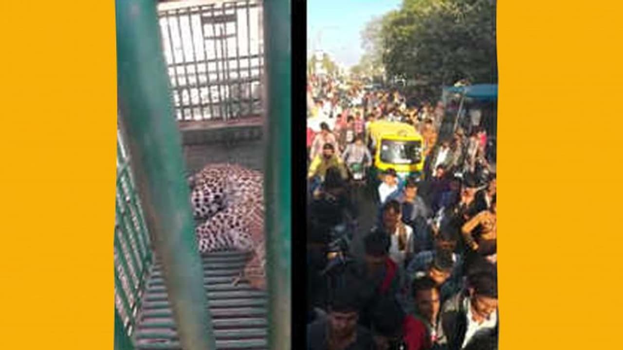 കോടതി വളപ്പില് കയറിയ പുലിയെ അതിസാഹസികമായി മുറിക്കുള്ളില് പൂട്ടിയിട്ട് അധികൃതർ; സംഭവം ഗുജറാത്തില് കോടതി വളപ്പില് കയറിയ പുലിയെ അതിസാഹസികമായി മുറിക്കുള്ളില് പൂട്ടിയിട്ട് അധികൃതർ; സംഭവം ഗുജറാത്തില്