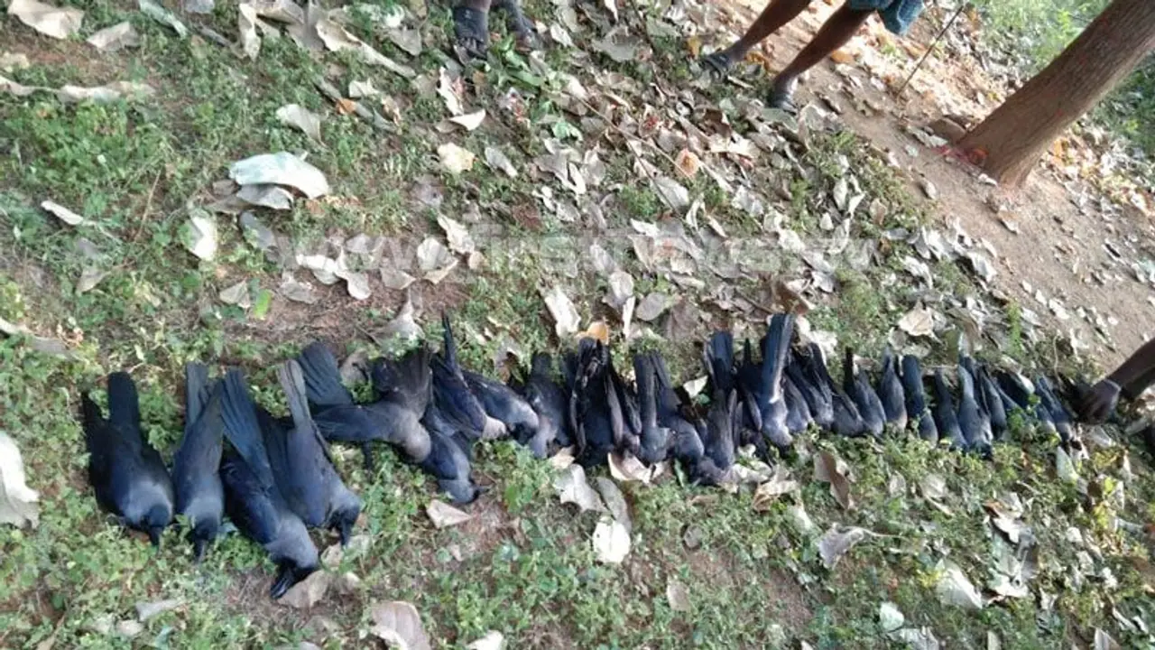 ಮಾರಮ್ಮನ ಪ್ರಸಾದ ದುರಂತ: ಜನರು ಮಾತ್ರವಲ್ಲ, ಪಕ್ಷಿಗಳ ಮಾರಣ ಹೋಮ