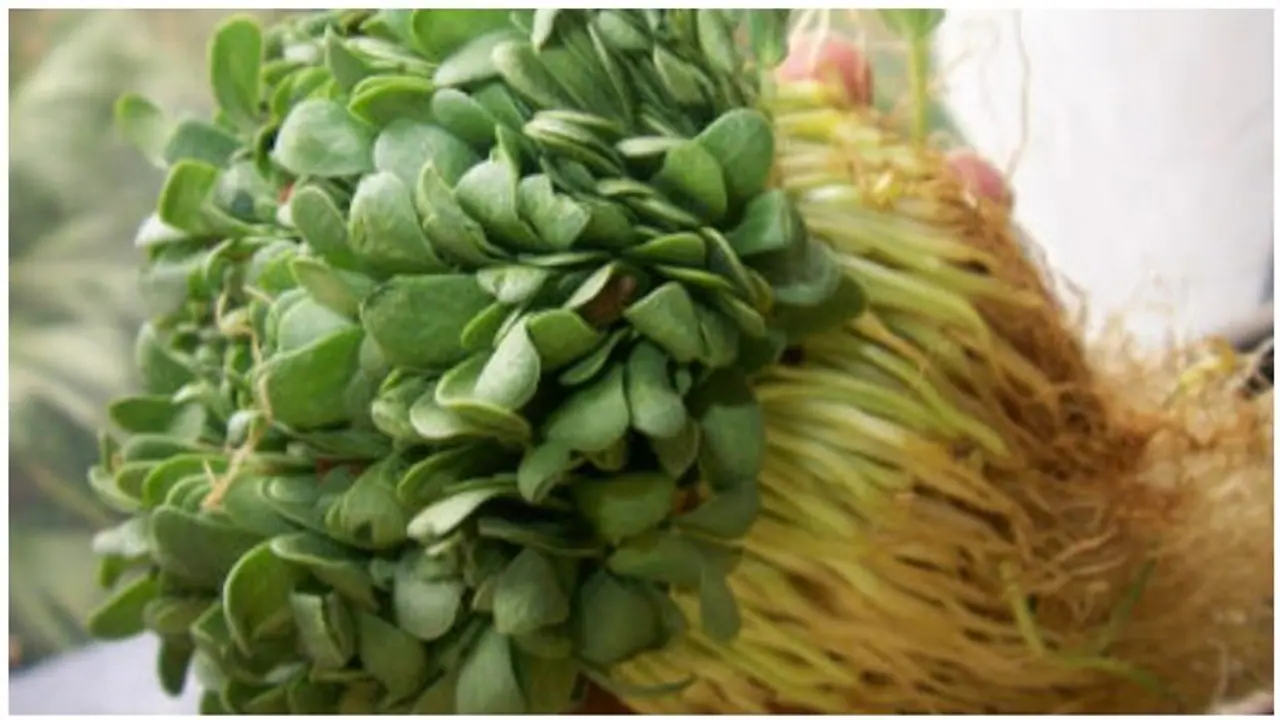 ஆண்மையை அதிகரிக்க வெந்தய கீரை..! ஒரே வாரத்தில் இப்படி ஒரு மாற்றமா..? ஆண்மையை அதிகரிக்க வெந்தய கீரை..! ஒரே வாரத்தில் இப்படி ஒரு மாற்றமா..?