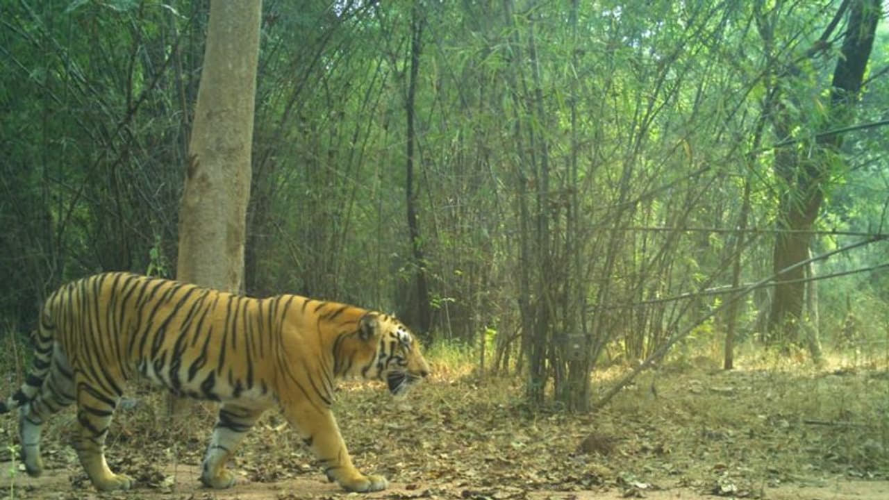 కవ్వాల్ అభయారణ్యం: ఏడాది తర్వాత కెమెరా కంటికి పెద్దపులి కవ్వాల్ అభయారణ్యం: ఏడాది తర్వాత కెమెరా కంటికి పెద్దపులి