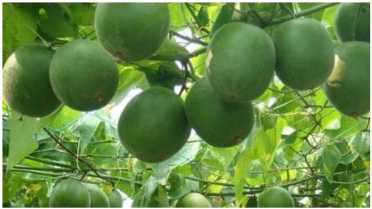 சர்க்கரை நோய்க்கு புதியதாக கண்டுபிடிக்கப்பட்டமோங்க் பழம்...! இந்திய ஆராய்ச்சியாளர்கள் அசத்தல்..! சர்க்கரை நோய்க்கு புதியதாக கண்டுபிடிக்கப்பட்டமோங்க் பழம்...! இந்திய ஆராய்ச்சியாளர்கள் அசத்தல்..!