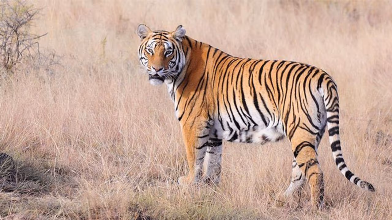 Tiger conservation: More innovative ways needed, says minister Harsh Vardhan