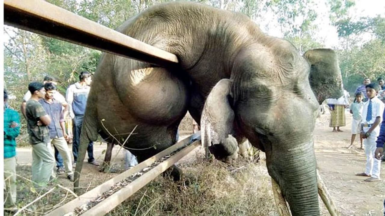 ಕಂಬಿ ಬೇಲಿಗೆ ಸಿಲುಕಿ ಸಲಗ ದಾರುಣ ಸಾವು