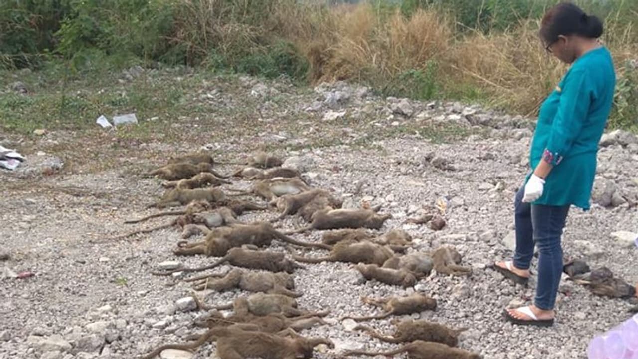 ವಿಷಾನಿಲ ಸೋರಿಕೆ: 31 ಕೋತಿಗಳು, 14 ಪಾರಿವಾಳಗಳ ಸಾವು ವಿಷಾನಿಲ ಸೋರಿಕೆ: 31 ಕೋತಿಗಳು, 14 ಪಾರಿವಾಳಗಳ ಸಾವು