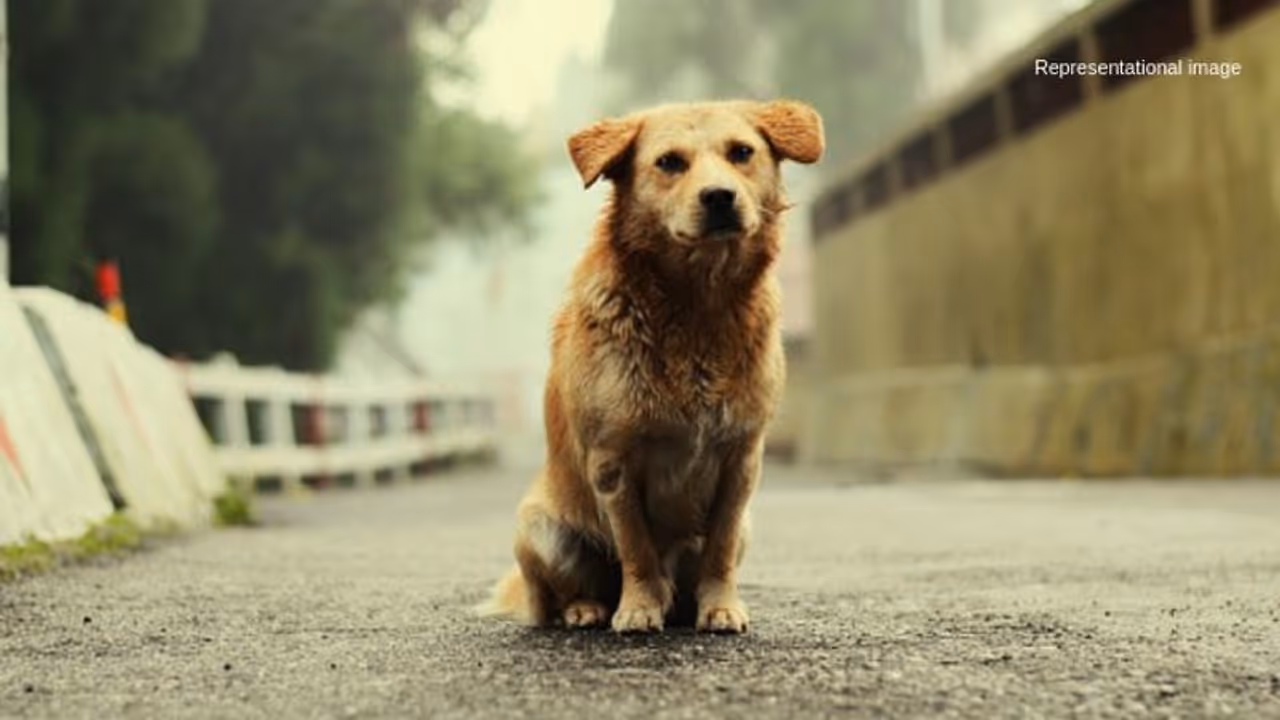 Chhote Khan to Jaffar to Tauseef: Men who shamed humanity violating animals