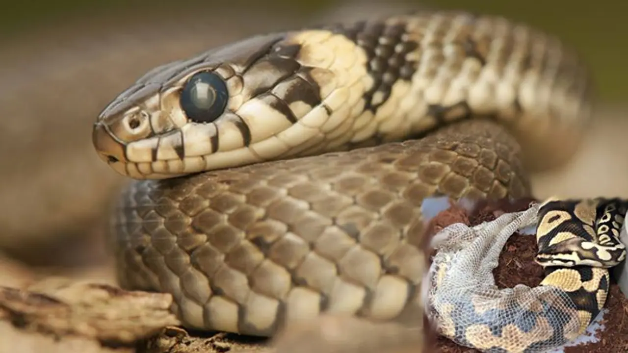 ಹಾವಿನ ಬಗ್ಗೆ ನಿಮಗೆ ಗೊತ್ತಿರದ ಕೆಲವು ಸತ್ಯಗಳು! ಹಾವಿನ ಬಗ್ಗೆ ನಿಮಗೆ ಗೊತ್ತಿರದ ಕೆಲವು ಸತ್ಯಗಳು!