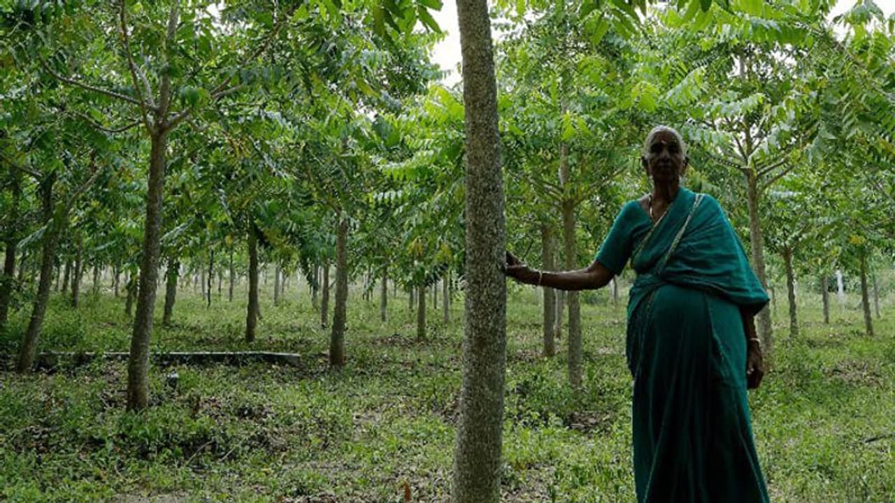 വിരമിച്ച ശേഷം മുഴുവന് പെന്ഷന് തുകയും പരിസ്ഥിതിക്കായി നല്കി; ഇത് 'വൃക്ഷങ്ങളുടെ അമ്മ' വിരമിച്ച ശേഷം മുഴുവന് പെന്ഷന് തുകയും പരിസ്ഥിതിക്കായി നല്കി; ഇത് 'വൃക്ഷങ്ങളുടെ അമ്മ'