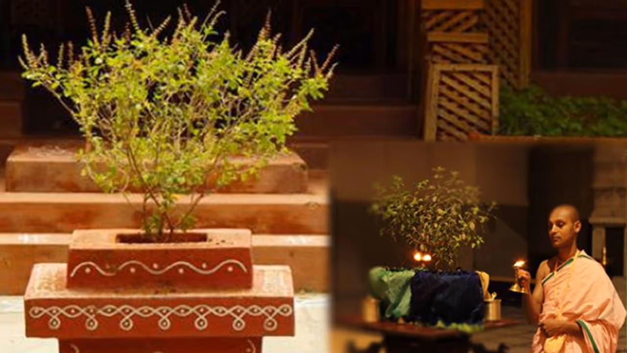 ಲಕ್ಷ್ಮೀ ಕೃಪೆಗಾಗಿ ತುಳಿಸಿ ಗಿಡ ಇಲ್ಲಿ ನೆಡಿ... ಲಕ್ಷ್ಮೀ ಕೃಪೆಗಾಗಿ ತುಳಿಸಿ ಗಿಡ ಇಲ್ಲಿ ನೆಡಿ...