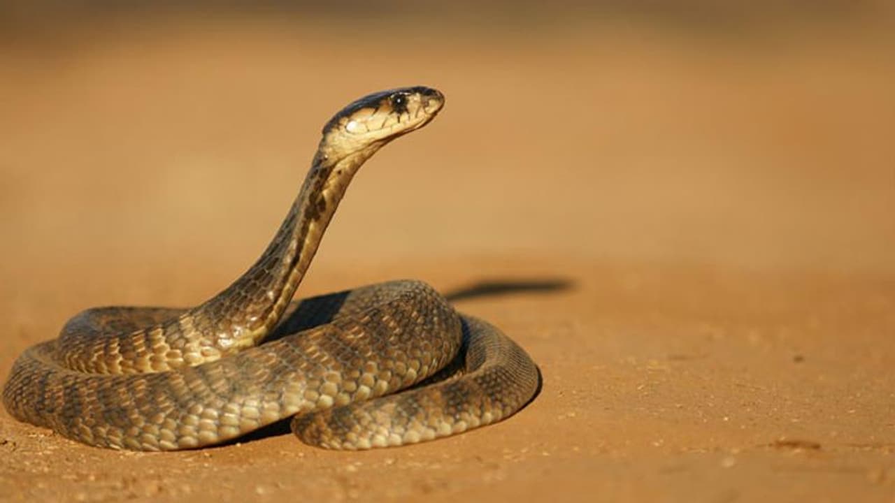 കൊല്ലേണ്ടി വന്നില്ല; ജര്മ്മന് നഗരത്തെ അഞ്ച് ദിവസം ഭീതിയിലാക്കിയ മൂര്ഖന് പിടിയില്.! കൊല്ലേണ്ടി വന്നില്ല; ജര്മ്മന് നഗരത്തെ അഞ്ച് ദിവസം ഭീതിയിലാക്കിയ മൂര്ഖന് പിടിയില്.!