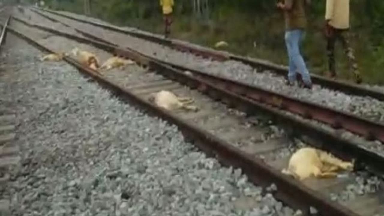 ರಾಮನಗರ: ರೈಲು ಹೊಡೆತಕ್ಕೆ ಕುರಿಗಳ ಮಾರಣ ಹೋಮ ರಾಮನಗರ: ರೈಲು ಹೊಡೆತಕ್ಕೆ ಕುರಿಗಳ ಮಾರಣ ಹೋಮ