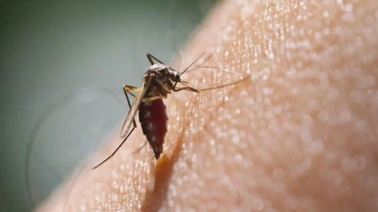 Mosquito menace: Here’s how these insects breed in houses, spread diseases Mosquito menace: Here’s how these insects breed in houses, spread diseases