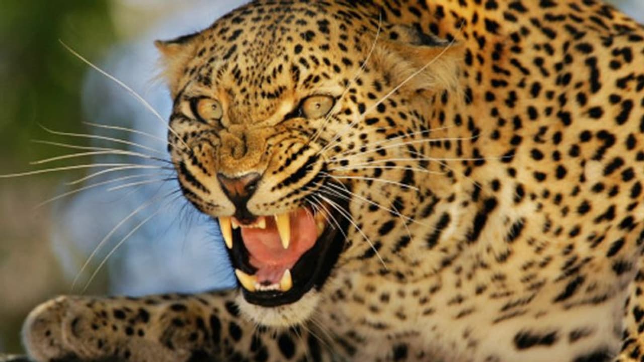 തീര്ത്ഥാടന യാത്ര അന്ത്യയാത്രയായി; തിരുപ്പതിയിൽ അച്ഛനമ്മമാർക്കൊപ്പം നടക്കവേ ആറ് വയസുകാരിയെ പുലി കടിച്ചുകൊന്നു തീര്ത്ഥാടന യാത്ര അന്ത്യയാത്രയായി; തിരുപ്പതിയിൽ അച്ഛനമ്മമാർക്കൊപ്പം നടക്കവേ ആറ് വയസുകാരിയെ പുലി കടിച്ചുകൊന്നു