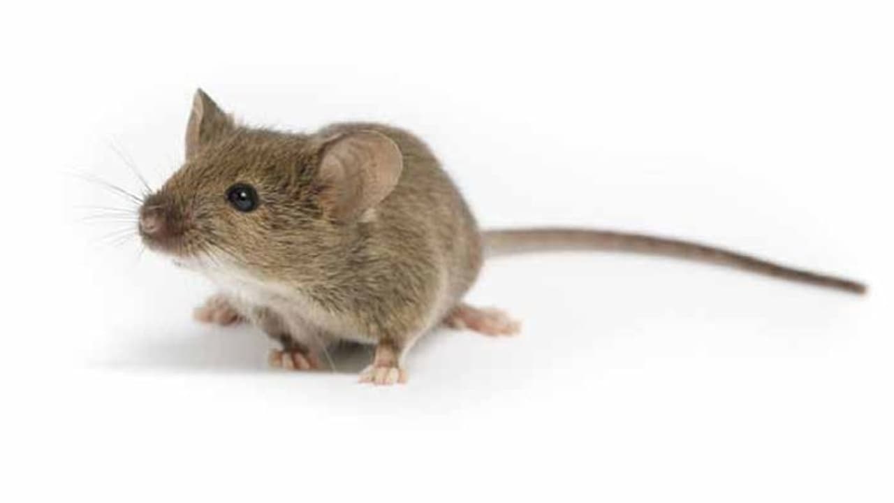 పండగపూట.. ఇల్లు తగలపెట్టిన ఎలుక పండగపూట.. ఇల్లు తగలపెట్టిన ఎలుక