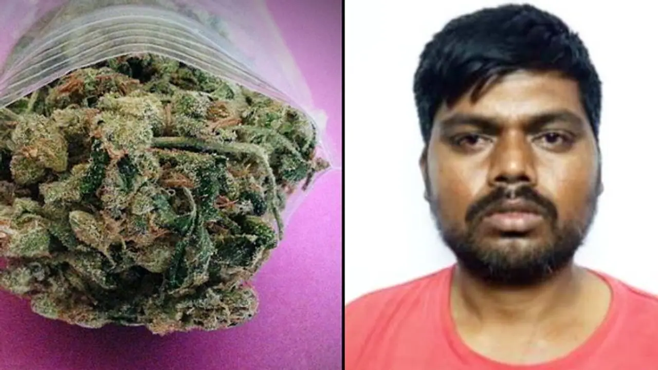 Ganja worth Rs 1.5 lakh seized in Kanakapura road by CCB, Bengaluru Ganja worth Rs 1.5 lakh seized in Kanakapura road by CCB, Bengaluru