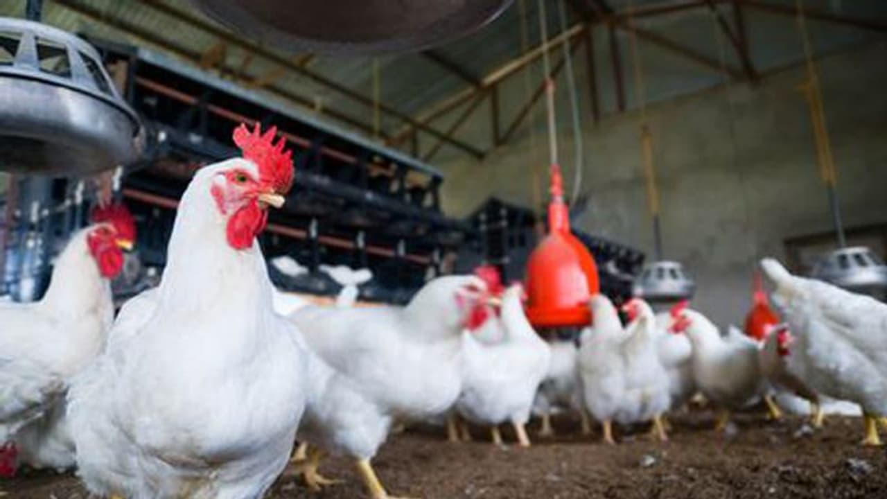 கோழிக்கறியால் கொரோனாவா..? நிருபித்தால் ரூ.1,00,00,000 பரிசு..! கோழிக்கறியால் கொரோனாவா..? நிருபித்தால் ரூ.1,00,00,000 பரிசு..!