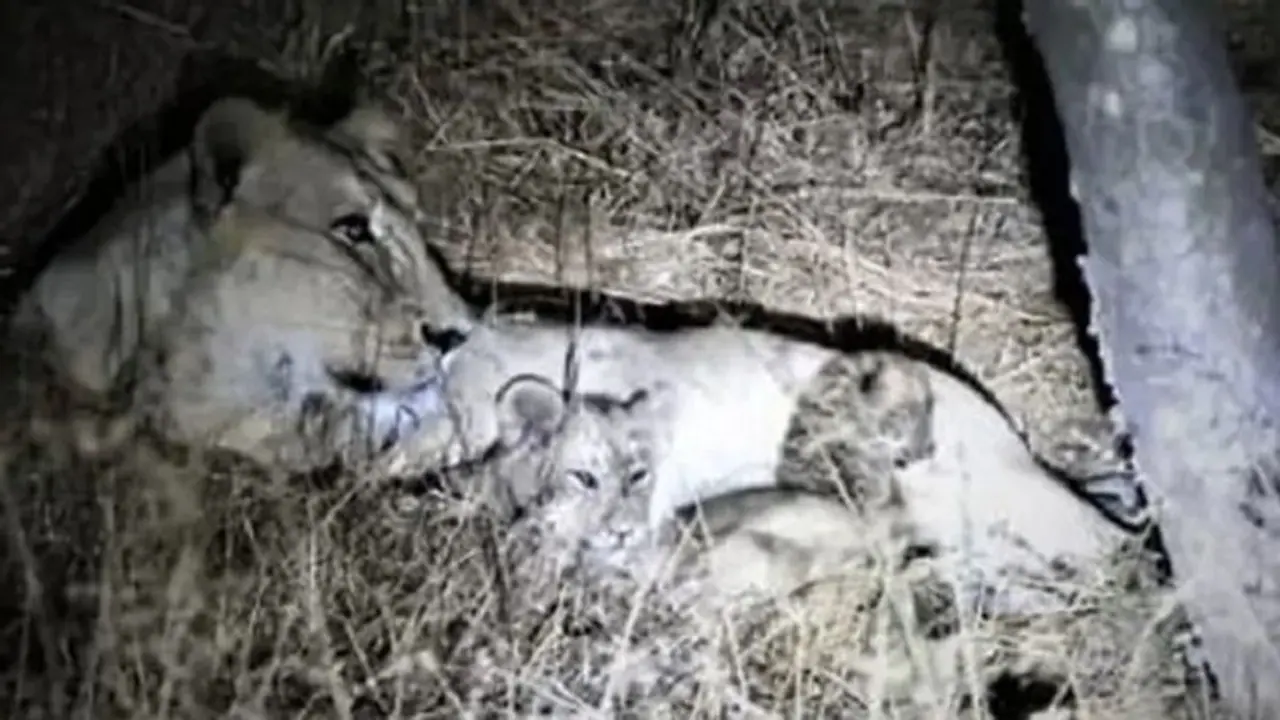 ತಾಯಿಯಿಂದ ಬೇರ್ಪಟ್ಟ ಚಿರತೆ ಮರಿಗೆ ಹಾಲುಣಿಸಿದ ಸಿಂಹಿಣಿ! ತಾಯಿಯಿಂದ ಬೇರ್ಪಟ್ಟ ಚಿರತೆ ಮರಿಗೆ ಹಾಲುಣಿಸಿದ ಸಿಂಹಿಣಿ!