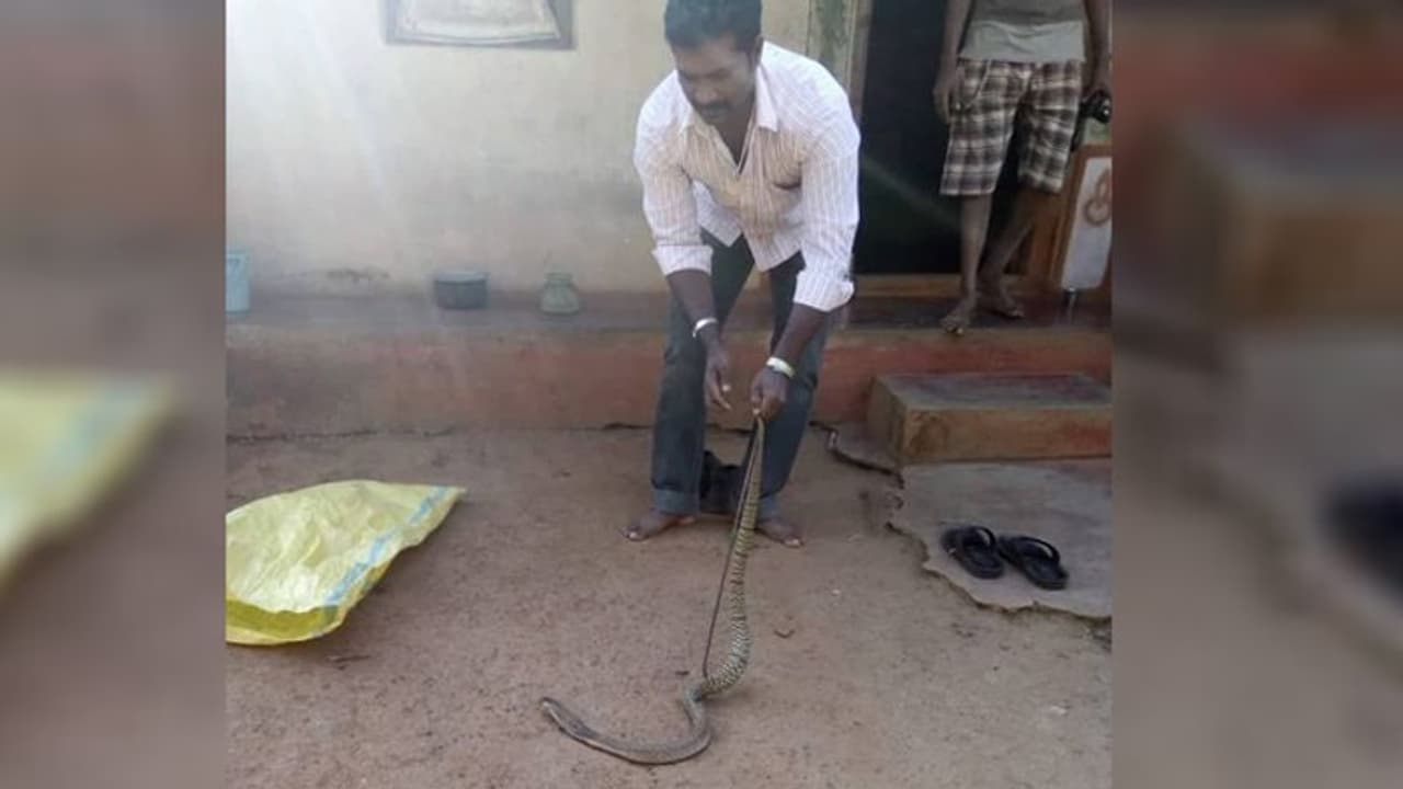 ಮೈ ತುಂಬ ವೃತ್ತಗಳನ್ನು ಹೊಂದಿದೆ ಈ ನಾಗರಹಾವು! ಮೈ ತುಂಬ ವೃತ್ತಗಳನ್ನು ಹೊಂದಿದೆ ಈ ನಾಗರಹಾವು!