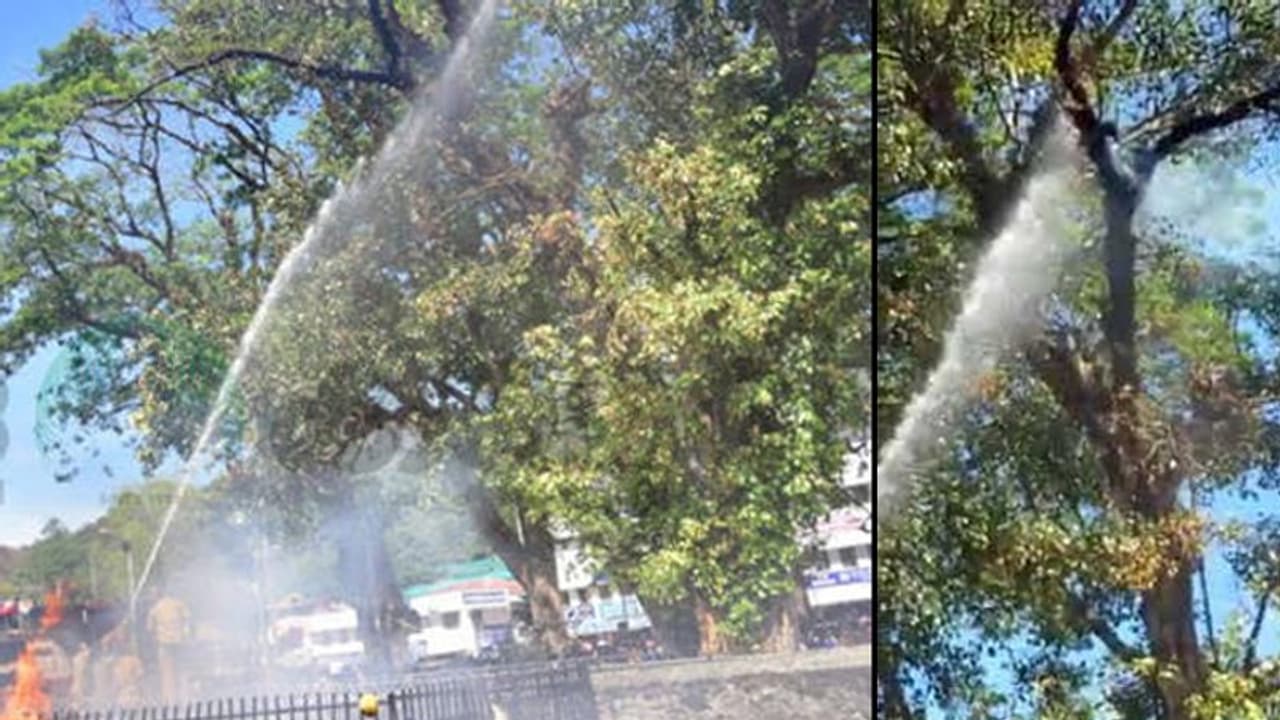 ಶಬರಿಮಲೆ ದೇಗುಲದ ಅಶ್ವತ್ಥ ಮರಕ್ಕೆ ಬೆಂಕಿ!