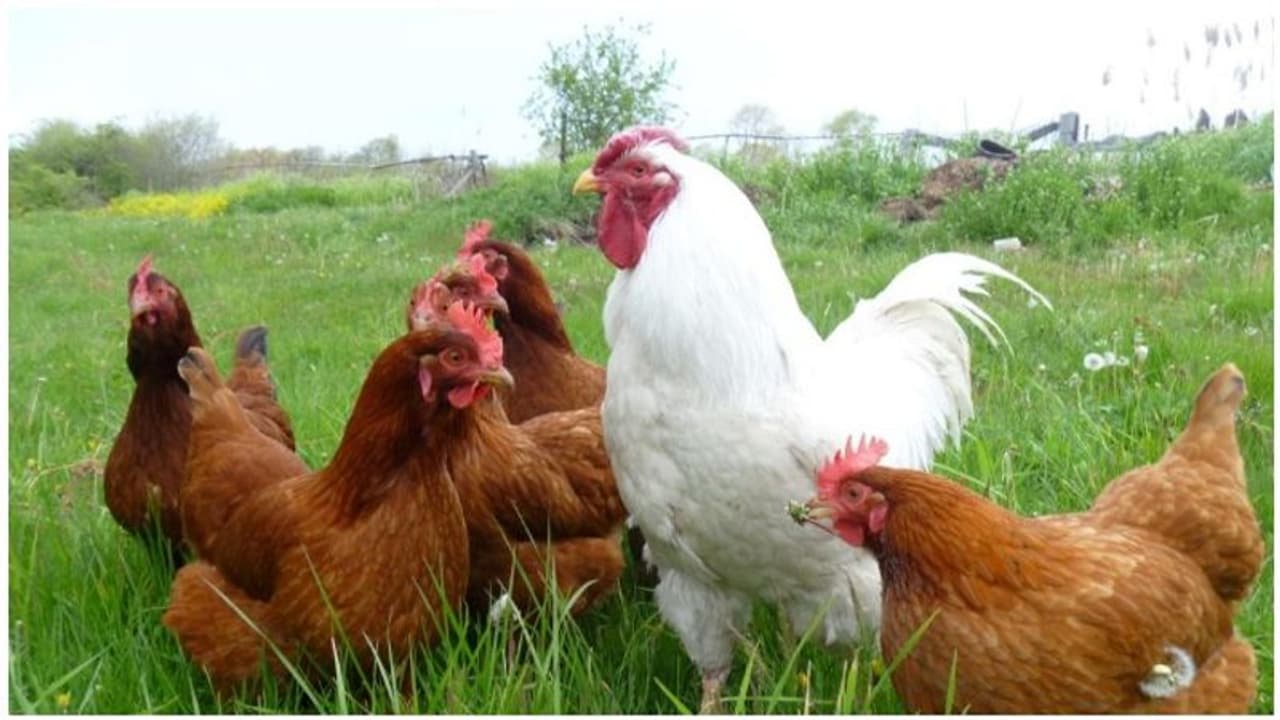 ಯುಗಾದಿ ಹಬ್ಬಕ್ಕೆ ಕೆಲವೇ ದಿನ ಬಾಕಿ ಇರುವಾಗ ಮಾಂಸಹಾರಿಗಳಿಗೆ ಶಾಕಿಂಗ್ ನ್ಯೂಸ್!