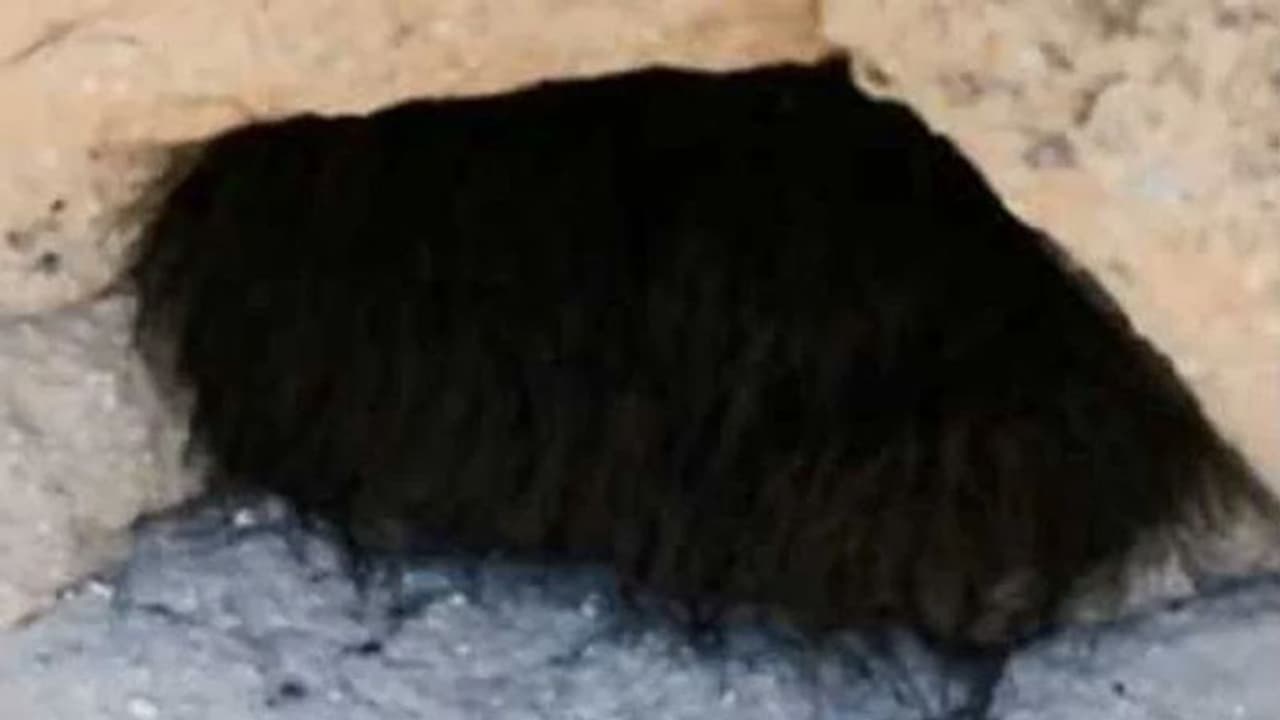 'ചുരുണ്ട് കിടന്നുറങ്ങുന്ന ഭീകരജീവി'യെ തൊട്ടുണര്ത്തി സഞ്ചാരികള് ; ഞെട്ടിക്കുന്ന വീഡിയോ 'ചുരുണ്ട് കിടന്നുറങ്ങുന്ന ഭീകരജീവി'യെ തൊട്ടുണര്ത്തി സഞ്ചാരികള് ; ഞെട്ടിക്കുന്ന വീഡിയോ