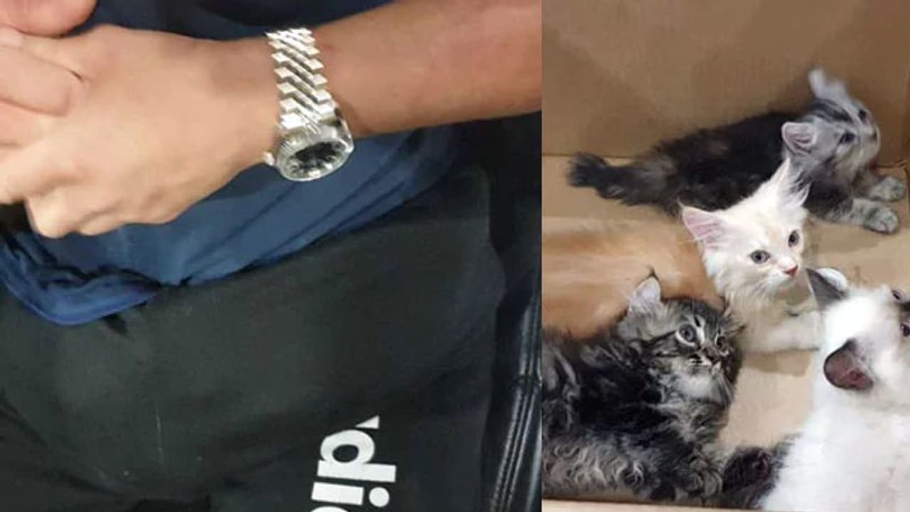 പൂച്ചക്കുട്ടികളെ ട്രൗസറിൽ ഒളിപ്പിച്ച് കടത്താൻ ശ്രമിച്ചയാളെ ഇമിഗ്രേഷൻ ഉദ്യോഗസ്ഥർ പിടികൂടി പൂച്ചക്കുട്ടികളെ ട്രൗസറിൽ ഒളിപ്പിച്ച് കടത്താൻ ശ്രമിച്ചയാളെ ഇമിഗ്രേഷൻ ഉദ്യോഗസ്ഥർ പിടികൂടി