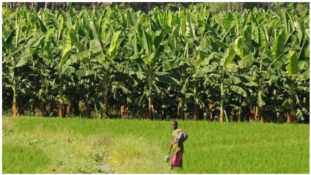 வாழை இலைக்கு பெரும் திண்டாட்டம் ..! வாழட்டும் விவசாயம்..! ஒன்று சேர்ந்து கைகொடுப்போம்..! வாழை இலைக்கு பெரும் திண்டாட்டம் ..! வாழட்டும் விவசாயம்..! ஒன்று சேர்ந்து கைகொடுப்போம்..!