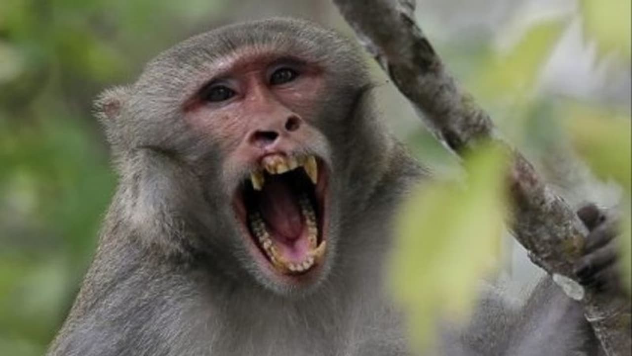 വയനാട്ടിൽ കുരങ്ങുപനി ബാധിച്ച് മരണം രണ്ടായി; മരിച്ച മറ്റൊരാൾക്ക് കൂടി രോഗബാധയെന്ന് സംശയം വയനാട്ടിൽ കുരങ്ങുപനി ബാധിച്ച് മരണം രണ്ടായി; മരിച്ച മറ്റൊരാൾക്ക് കൂടി രോഗബാധയെന്ന് സംശയം