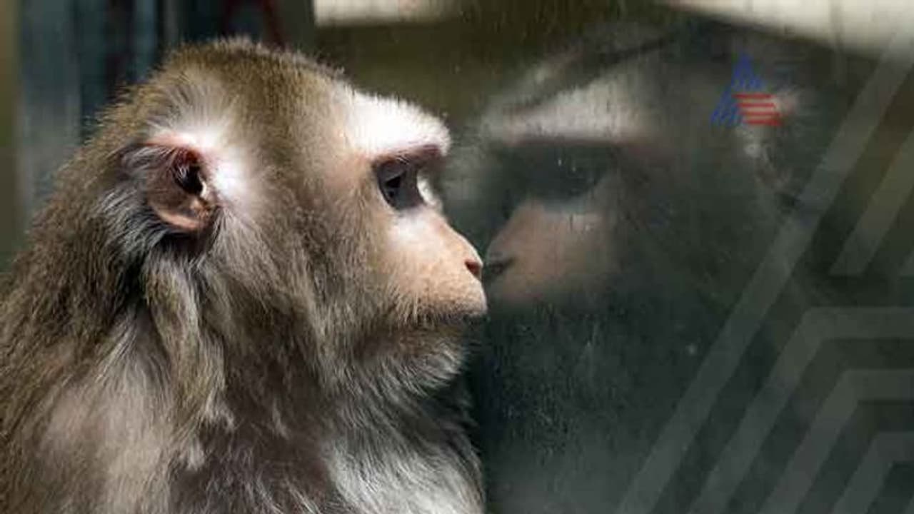 ನಿಯಂತ್ರಣಕ್ಕೆ ಬಂದ ಮಾರಕ ಮಂಗನಕಾಯಿಲೆ ನಿಯಂತ್ರಣಕ್ಕೆ ಬಂದ ಮಾರಕ ಮಂಗನಕಾಯಿಲೆ