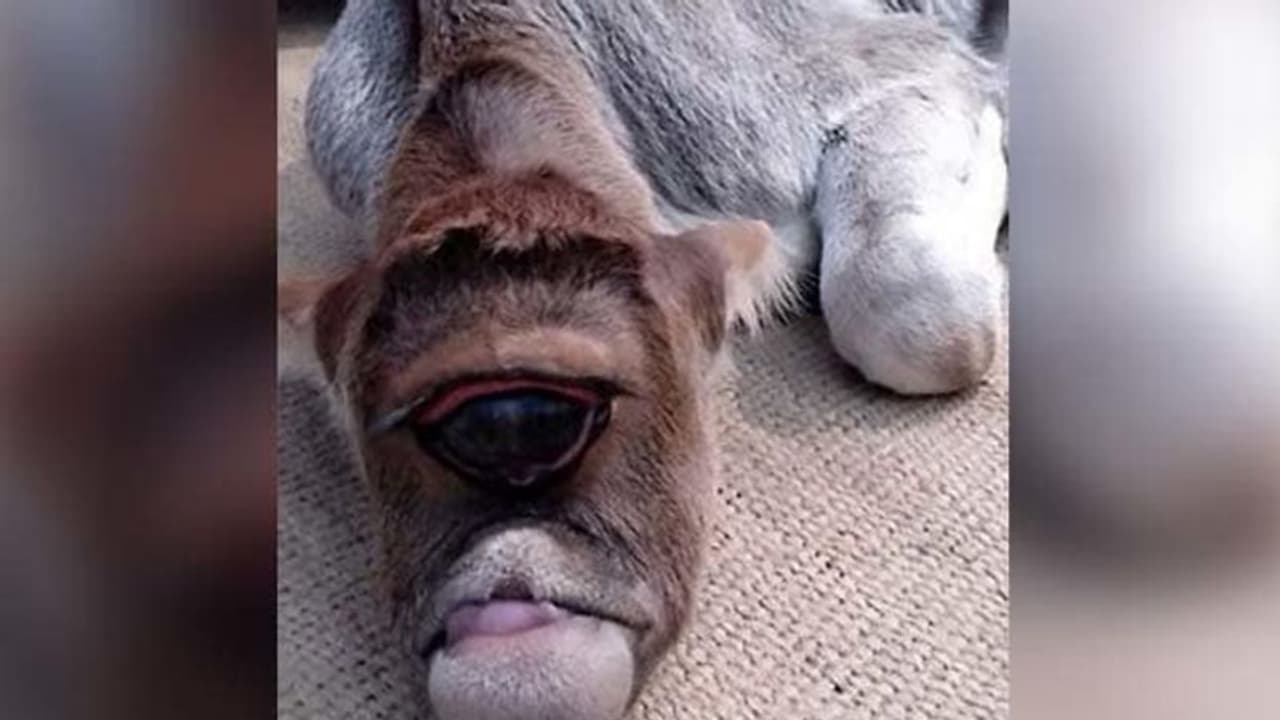 ಒಕ್ಕಣ್ಣಿನ ಈ ಕರುವಿಗೆ ದೇವರ ಪಟ್ಟ, ನಿತ್ಯ ಪೂಜೆ!