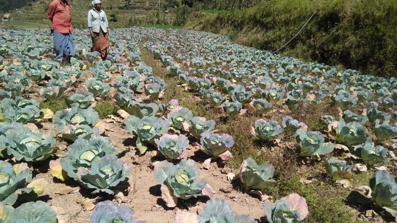 ಕೊಪ್ಪಳ: ದರ ಕುಸಿತದಿಂದ ಎಲೆಕೋಸು ಹೊಲದಲ್ಲಿ ಕುರಿ ಮೇಯಿಸಿದ ರೈತ ಕೊಪ್ಪಳ: ದರ ಕುಸಿತದಿಂದ ಎಲೆಕೋಸು ಹೊಲದಲ್ಲಿ ಕುರಿ ಮೇಯಿಸಿದ ರೈತ