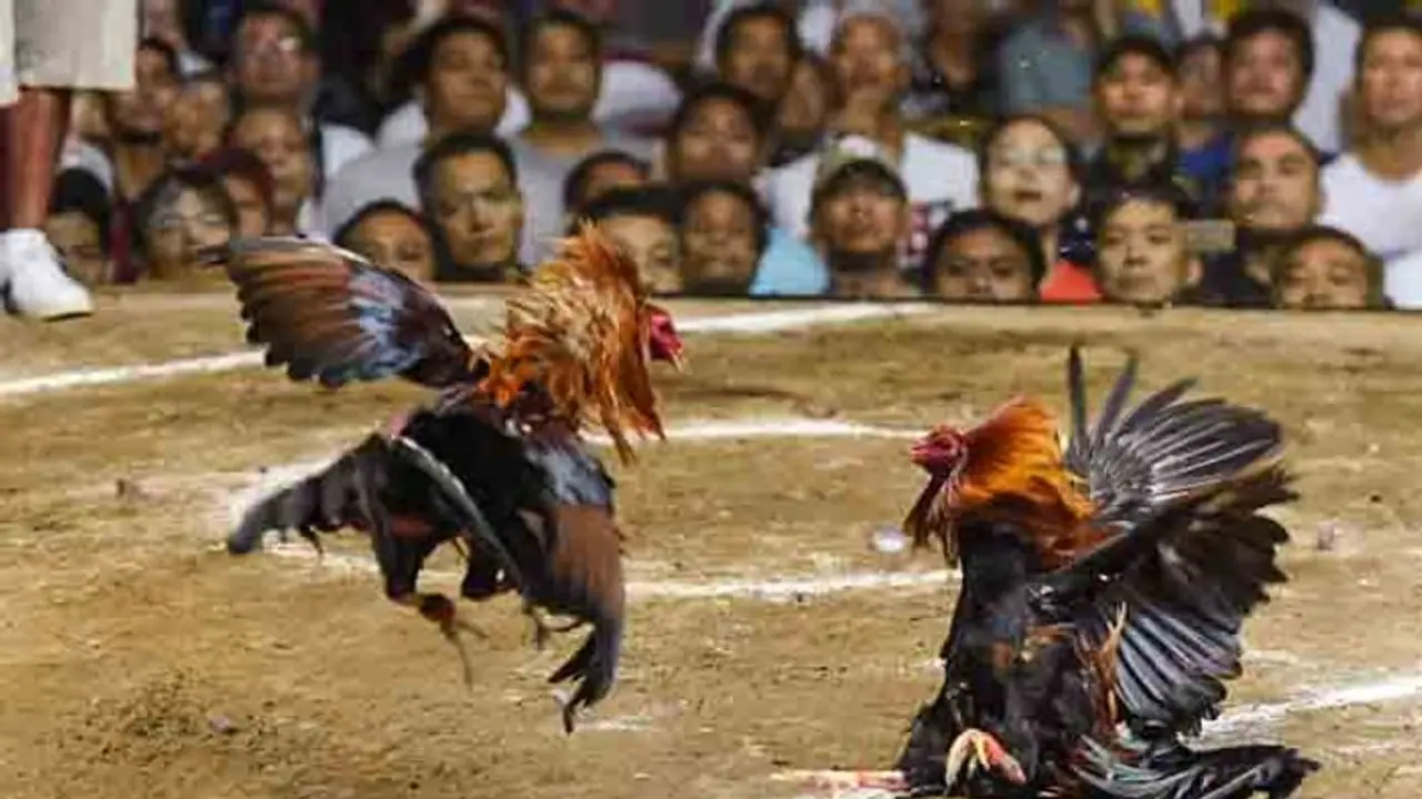 కోడిపందాలు: పోలీసులను చూసి పారిపోతూ.. బావిలో పడ్డ యువకులు కోడిపందాలు: పోలీసులను చూసి పారిపోతూ.. బావిలో పడ్డ యువకులు