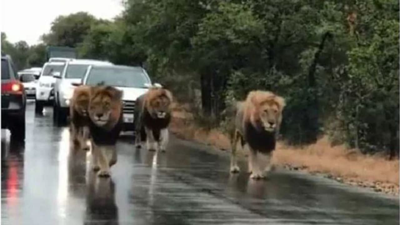 ಸಿಂಹಗಳ ಗತ್ತು, ಗೈರತ್ತು: ಈ ವಿಡಿಯೋ ನೋಡಿ ಇದ್ರೆ ಪುರುಸೋತ್ತು! ಸಿಂಹಗಳ ಗತ್ತು, ಗೈರತ್ತು: ಈ ವಿಡಿಯೋ ನೋಡಿ ಇದ್ರೆ ಪುರುಸೋತ್ತು!