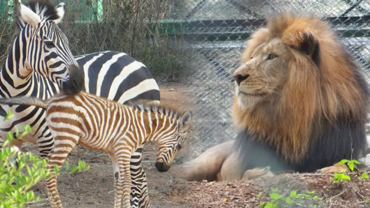 Makar Sankranti festival gift: Bannerghatta Biological Park to remain open on Tuesday, January 15 Makar Sankranti festival gift: Bannerghatta Biological Park to remain open on Tuesday, January 15