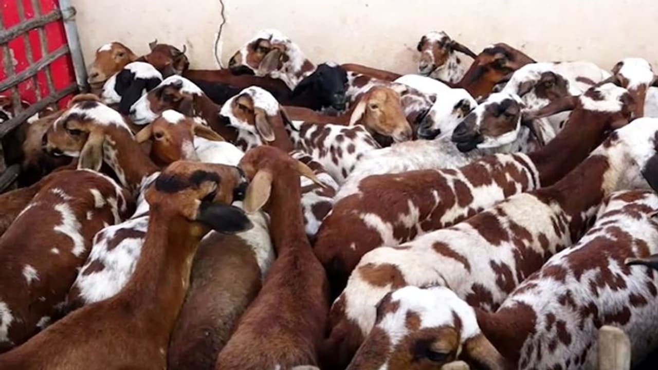 ವಿಷದ ಮೇವಿನ ಪರಿಣಾಮ ಒಂದೇ ಬಾರಿ ಅಸುನೀಗಿದ 150 ಕುರಿಗಳು