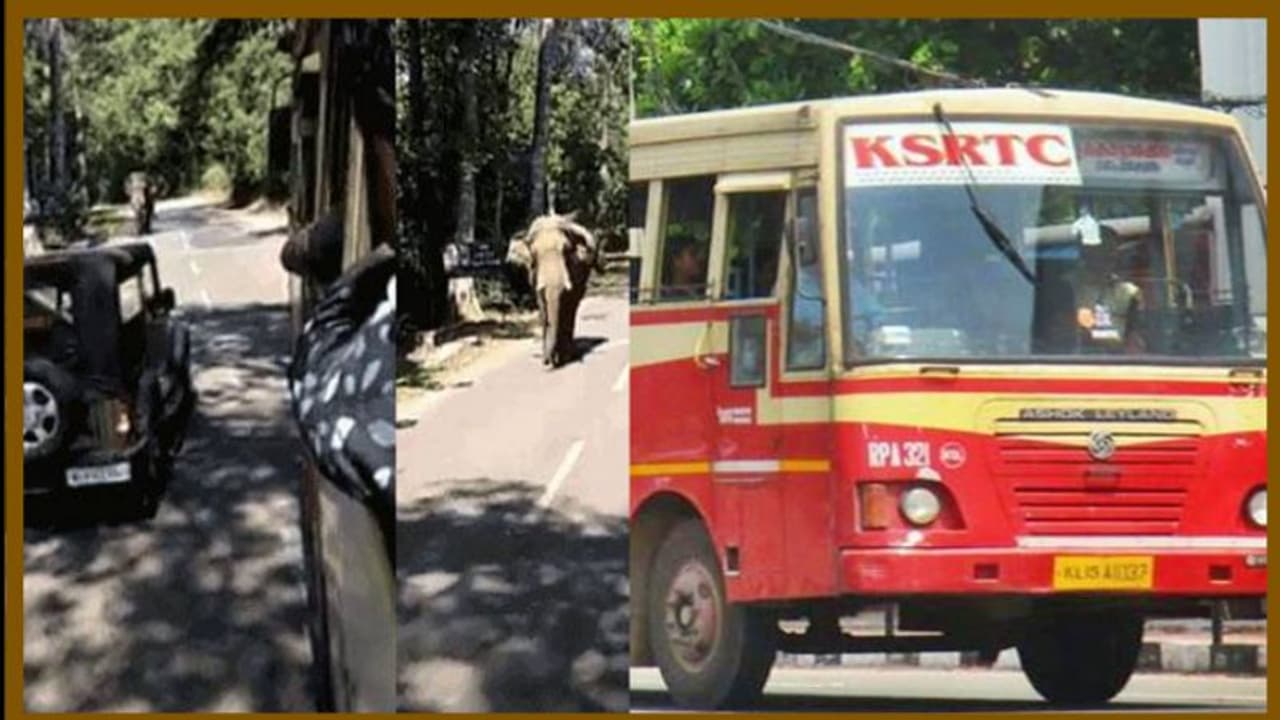 കൊമ്പനാനയെയും വെല്ലും 'ആനവണ്ടി' മാസ് വീഡിയോ കൊമ്പനാനയെയും വെല്ലും 'ആനവണ്ടി' മാസ് വീഡിയോ