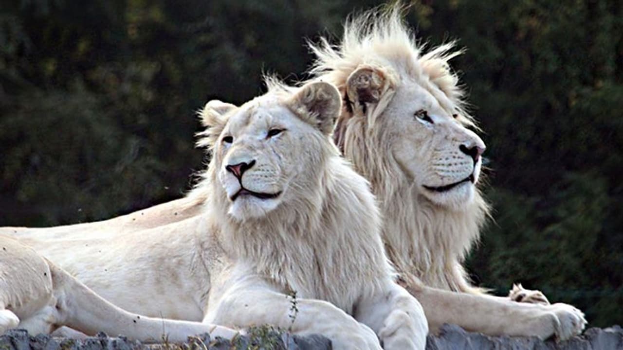 తల్లితో సింహం పిల్లల సయ్యాటలు.. తెల్ల సింహానికి నెటిజన్లు ఫిదా.. తల్లితో సింహం పిల్లల సయ్యాటలు.. తెల్ల సింహానికి నెటిజన్లు ఫిదా..