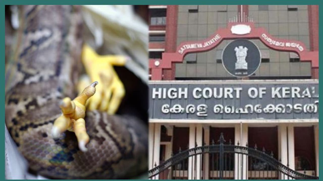 പെരുമ്പാമ്പിന്റെ വയറ്റില് ചവിട്ടി കോഴികളെ പുറത്തെടുത്ത സംഭവം; വനംവകുപ്പിനോട് വിശദീകരണം തേടി ഹൈക്കോടതി പെരുമ്പാമ്പിന്റെ വയറ്റില് ചവിട്ടി കോഴികളെ പുറത്തെടുത്ത സംഭവം; വനംവകുപ്പിനോട് വിശദീകരണം തേടി ഹൈക്കോടതി