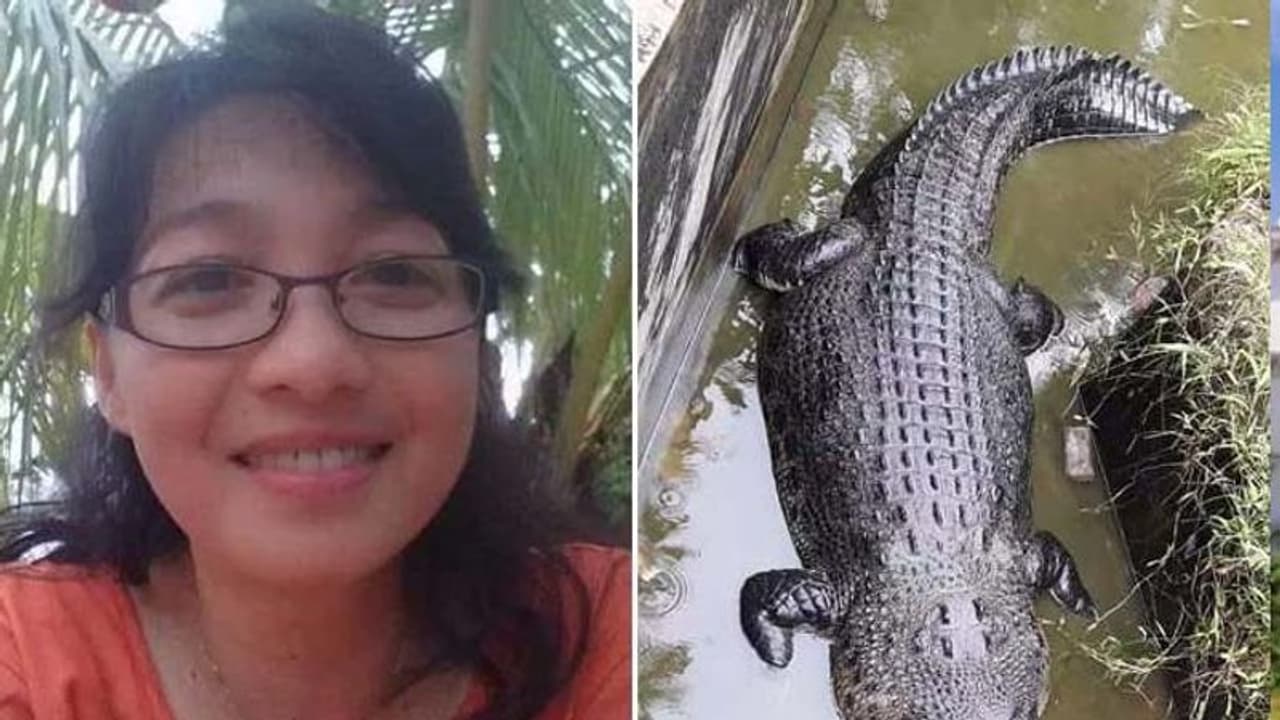 గారాబంగా పెంచినందుకు...యజమానినే భోంచేసిన మొసలి గారాబంగా పెంచినందుకు...యజమానినే భోంచేసిన మొసలి