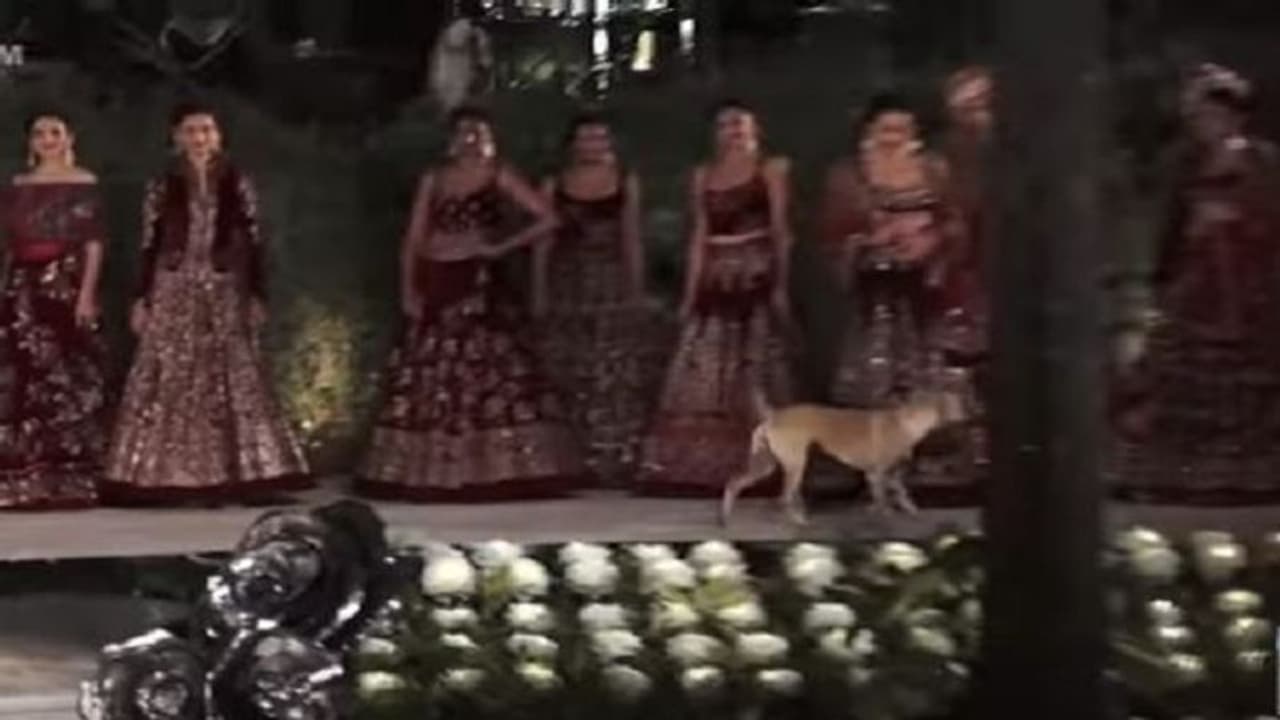 ಮಾಡೆಲ್‌ಗಳ ನಡುವೆ ಹೆಜ್ಜೆ ಹಾಕಿದ ಶ್ವಾನ..ಯಾರೂ ಏನೂ ಮಾಡಕಾಗ್ಲಿಲ್ಲ!