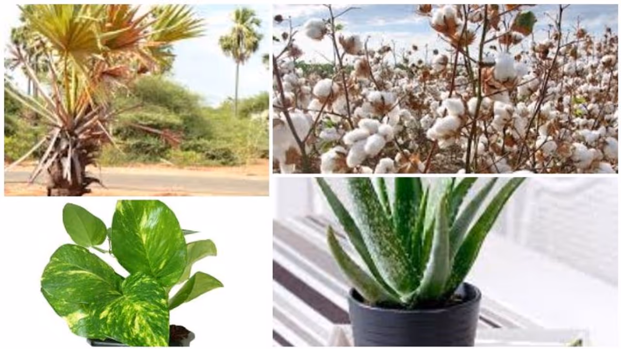 வீட்டில் மகிழ்ச்சி இல்லையா..? உங்கள் வீட்டில் இந்த செடி இருந்தால் உடனே தூக்கி எறியுங்கள்..!