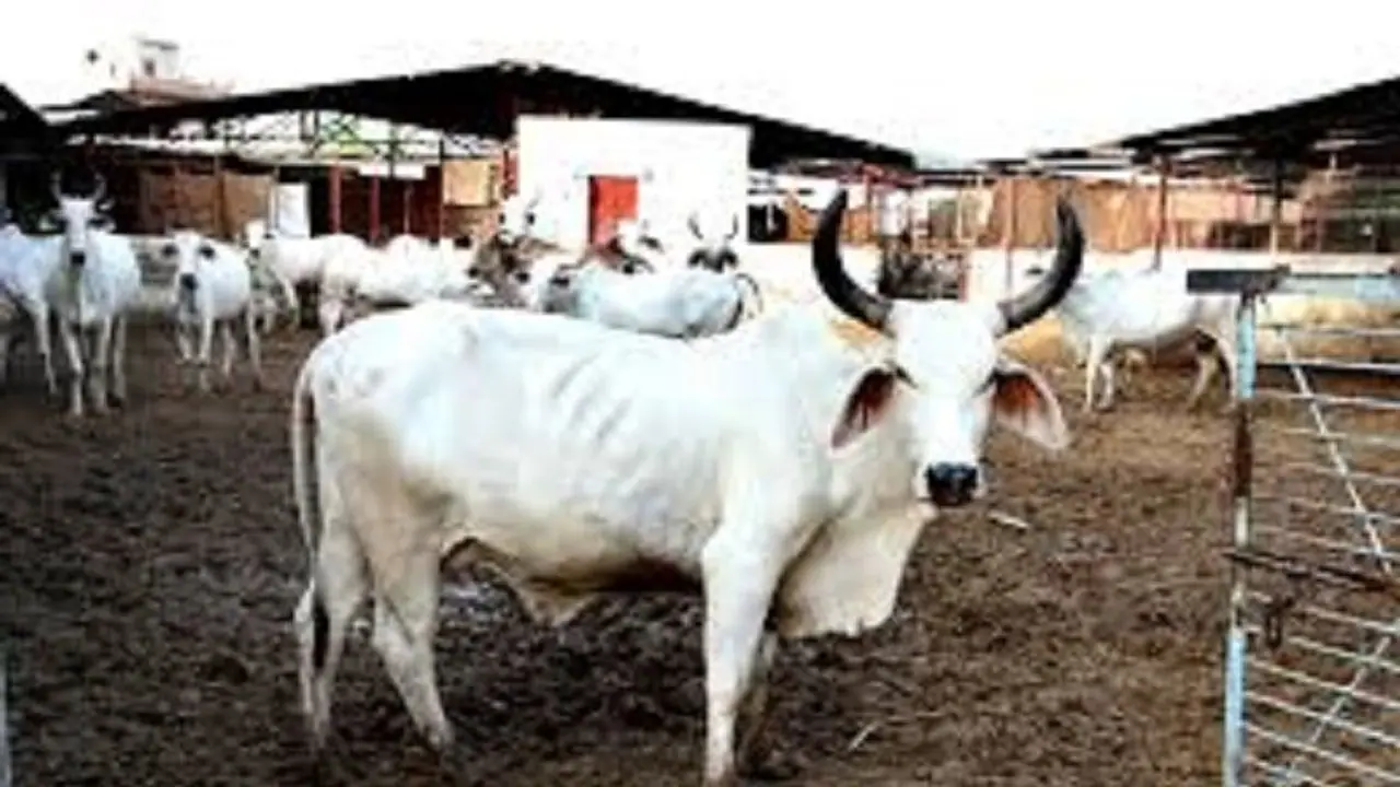 तो इस राज्य में बनेगा गायों के लिए “गौ मुक्तिधाम”