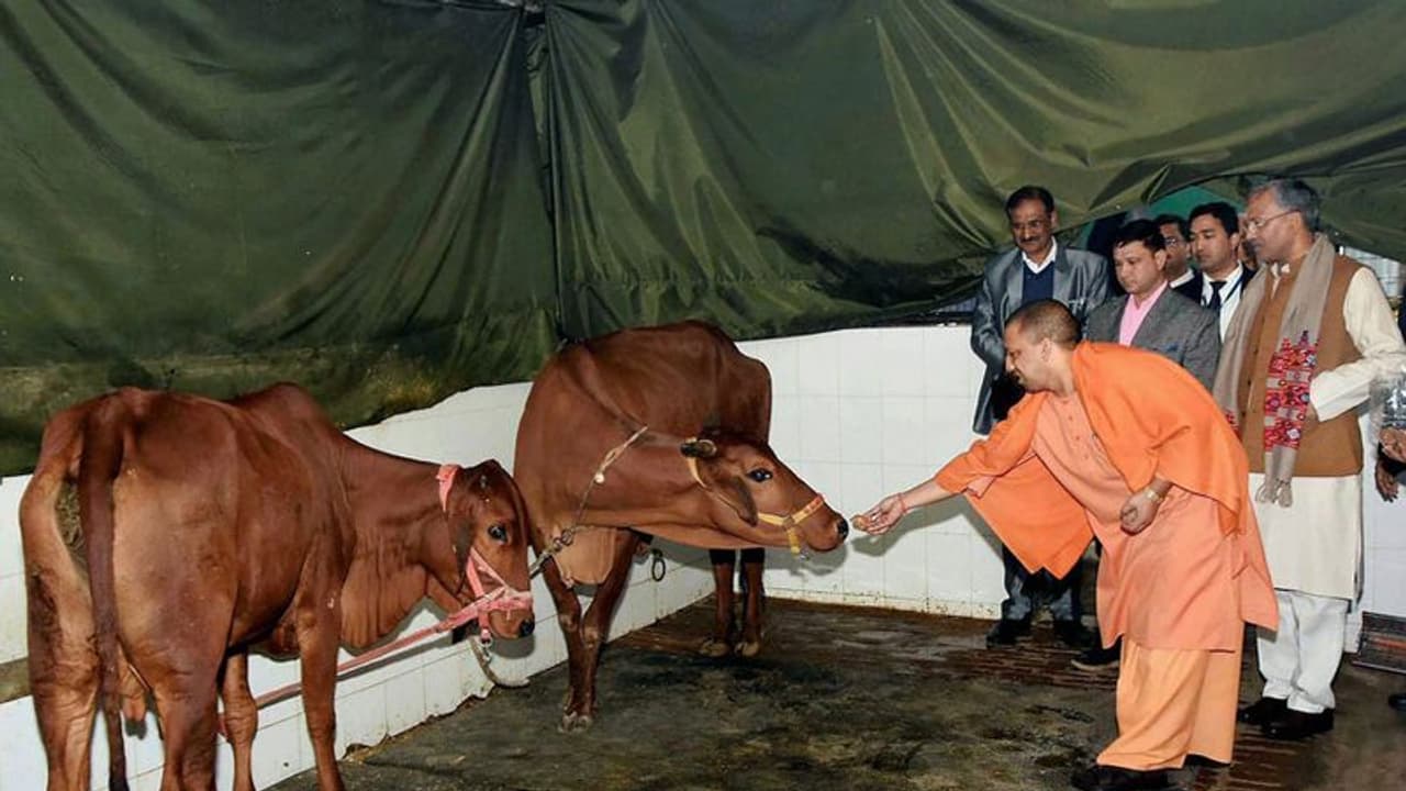 അലഞ്ഞുതിരിയുന്ന പശുക്കളെ സംരക്ഷിക്കാൻ മദ്യത്തിന് പ്രത്യേക നികുതി ഏർപ്പെടുത്തി യോഗി സർക്കാർ അലഞ്ഞുതിരിയുന്ന പശുക്കളെ സംരക്ഷിക്കാൻ മദ്യത്തിന് പ്രത്യേക നികുതി ഏർപ്പെടുത്തി യോഗി സർക്കാർ
