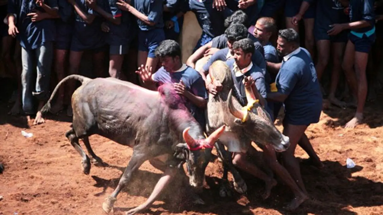 சீறிப்பாய்ந்த காளையை அடக்கிய வீரர்களும்... பிடிபடாமல் கெத்து காட்டிய காளைகளும்..! பரிசு விவரம் இதோ...