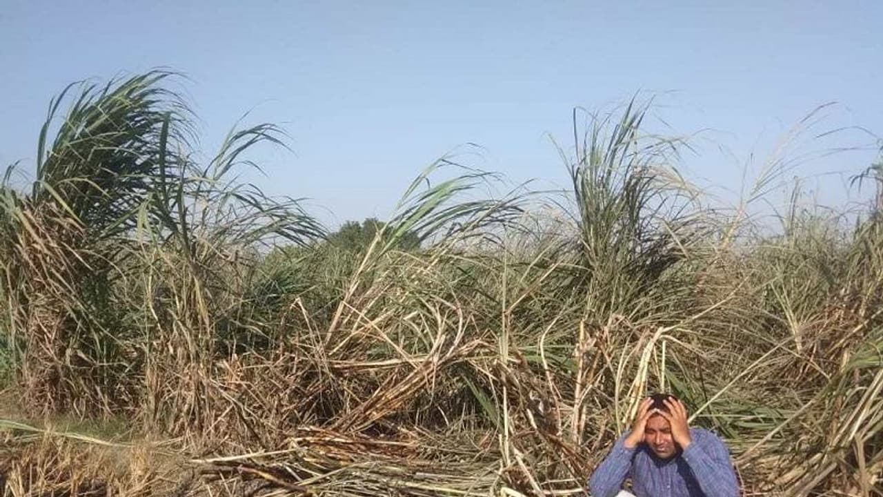 यूपी महाराष्ट्र में लोकसभा चुनाव में नेताओं को रूलाएगा “गन्ना” यूपी महाराष्ट्र में लोकसभा चुनाव में नेताओं को रूलाएगा “गन्ना”