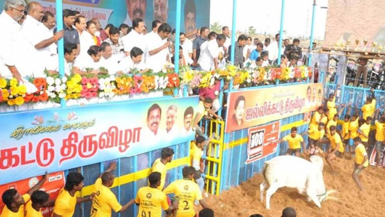 விஜயபாஸ்கர் ஜல்லிக்கட்டில் இருவர் பலி!! மாடு முட்டியதால் பரிதாபம் விஜயபாஸ்கர் ஜல்லிக்கட்டில் இருவர் பலி!! மாடு முட்டியதால் பரிதாபம்