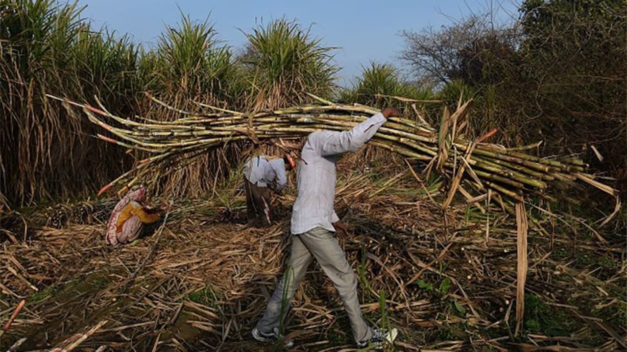 Irate cane farmers could spoil the party in 50 Lok Sabha seats in 2019 polls Irate cane farmers could spoil the party in 50 Lok Sabha seats in 2019 polls